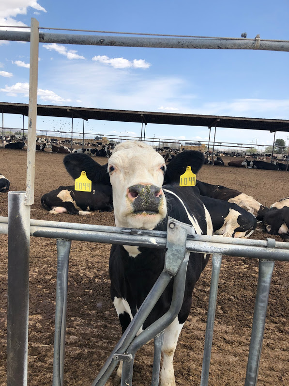cow